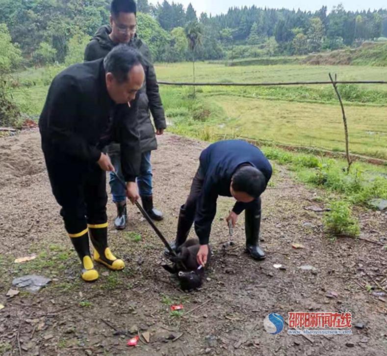 【邵阳地区疫情预防针,邵阳防疫站电话询问电话】-第3张图片