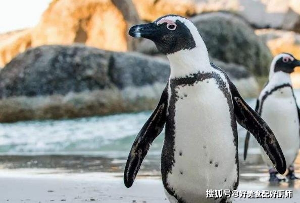 热带地区企鹅疫情情况(热带地区企鹅疫情情况怎么样)-第2张图片