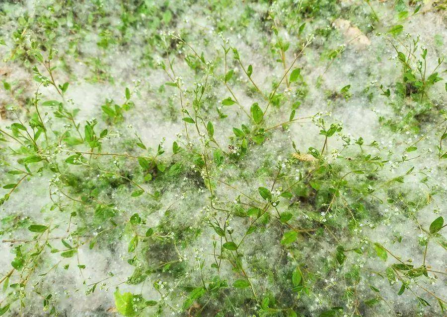 华北地区飞絮疫情.华北地区飞絮疫情最新消息?-第1张图片