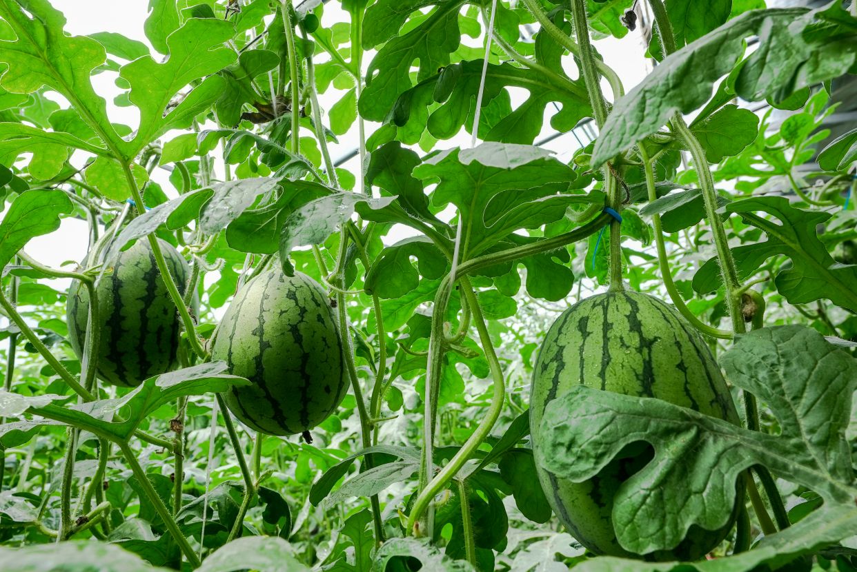 大兴西瓜疫情地区能吃吗(大兴的西瓜)-第1张图片