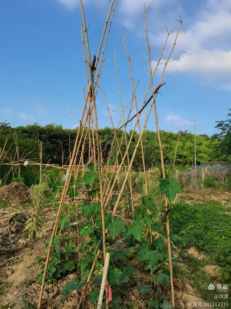 田园地区最新疫情消息/田园新苑小区-第3张图片